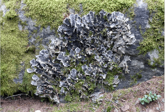 Etudes participatives des lichens 